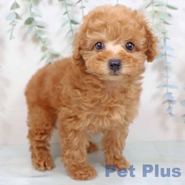 大阪府のトイプードル(トイ) (ペットプラス イオン大日店/2025年11月25日生まれ/女の子/レッドフォーン)の子犬
