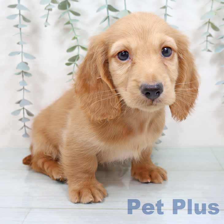 大阪府のミニチュアダックスフンド(ロング) (ペットプラス 鶴見店/2025年11月25日生まれ/男の子/イエロー)の子犬の1枚目の画像