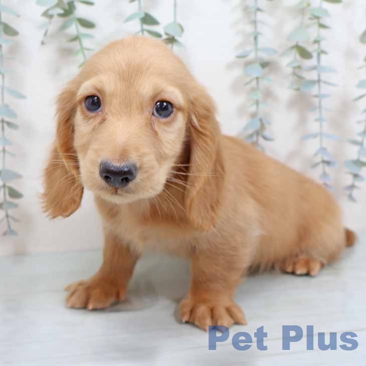 大阪府のミニチュアダックスフンド(ロング) (ペットプラス 鶴見店/2025年11月25日生まれ/男の子/イエロー)の子犬の2枚目の画像