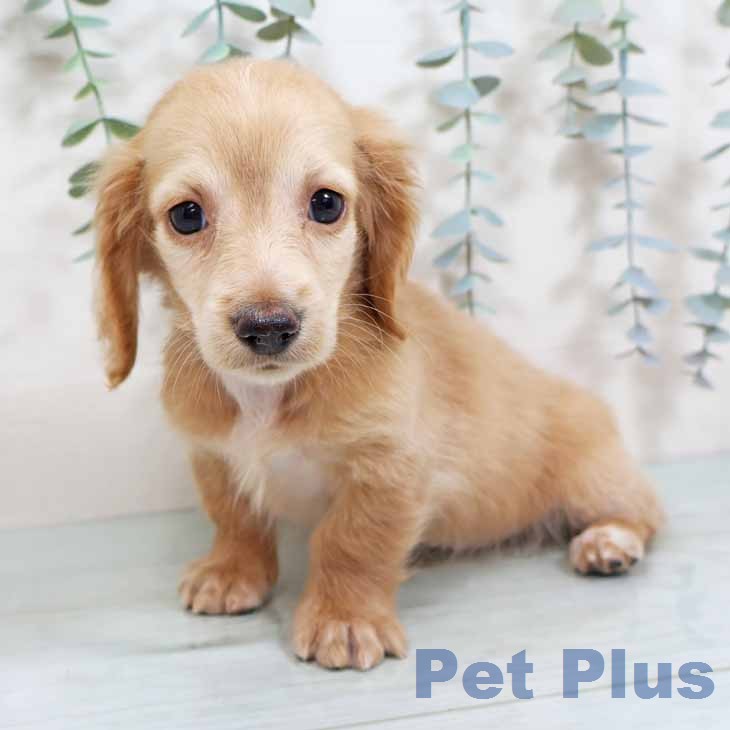 大阪府のミニチュアダックスフンド(ロング) (ペットプラス イオン大日店/2025年11月25日生まれ/女の子/イエロー)の子犬の1枚目の画像