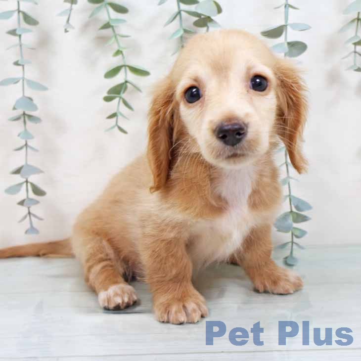 大阪府のミニチュアダックスフンド(ロング) (ペットプラス イオン大日店/2025年11月25日生まれ/女の子/イエロー)の子犬の2枚目の画像