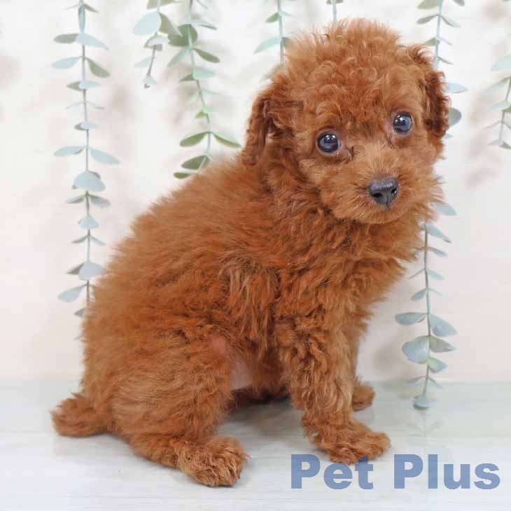 大阪府のトイプードル(トイ) (ペットプラス 堺鉄砲町店/2025年11月25日生まれ/男の子/レッドフォーン)の子犬の1枚目の画像