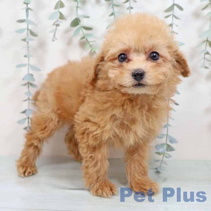 京都府のトイプードル(トイ) (ペットプラス 京都桂川店/2025年11月22日生まれ/男の子/オレンジフォーン)の子犬の1枚目の画像