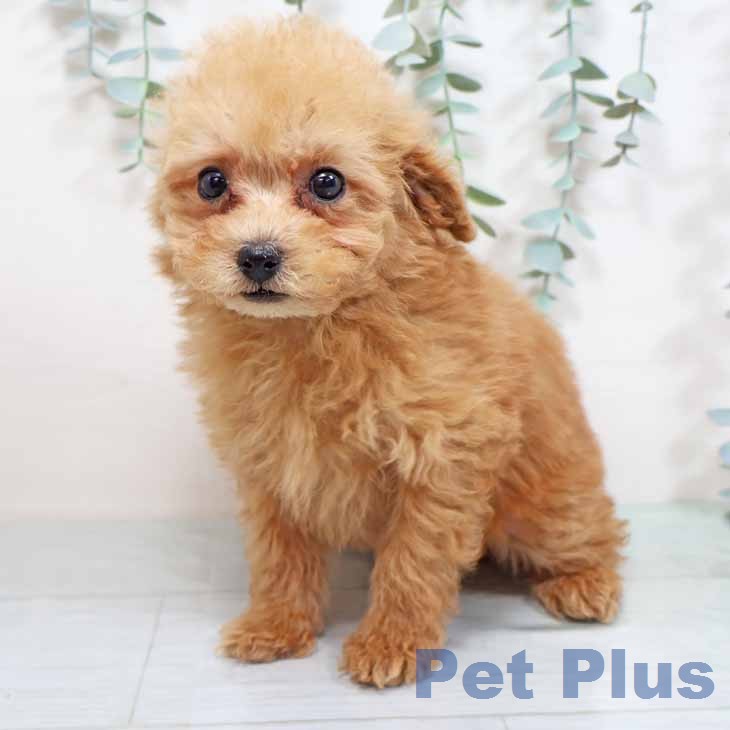 京都府のトイプードル(トイ) (ペットプラス 京都桂川店/2025年11月22日生まれ/男の子/オレンジフォーン)の子犬の2枚目の画像