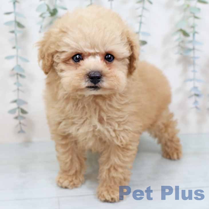 新潟県のトイプードル(トイ) (ペットプラス 新潟南店/2025年11月22日生まれ/男の子/ペールフォーン)の子犬の1枚目の画像