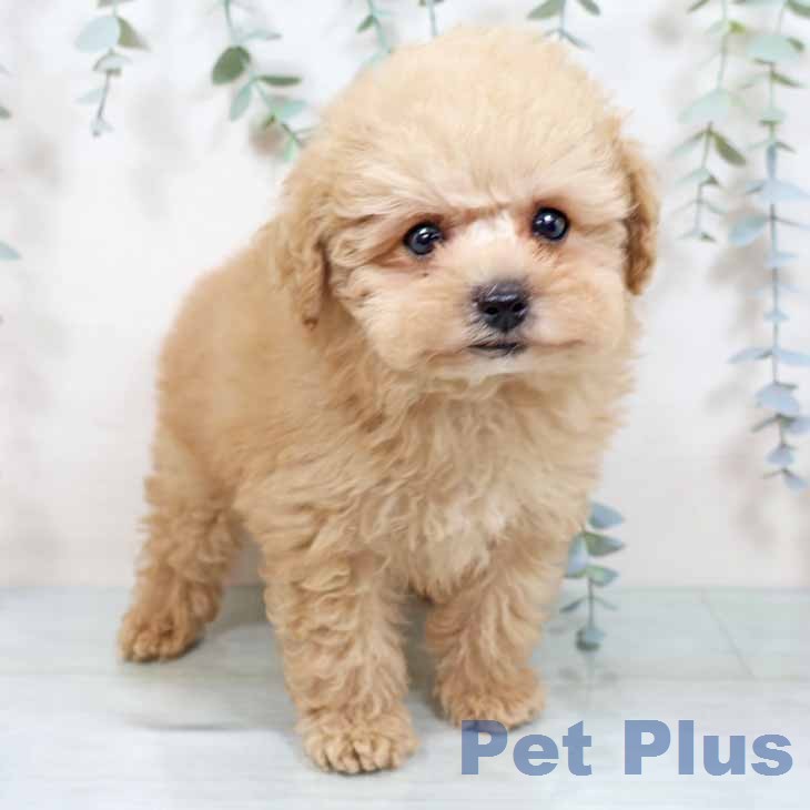 新潟県のトイプードル(トイ) (ペットプラス 新潟南店/2025年11月22日生まれ/男の子/ペールフォーン)の子犬の2枚目の画像