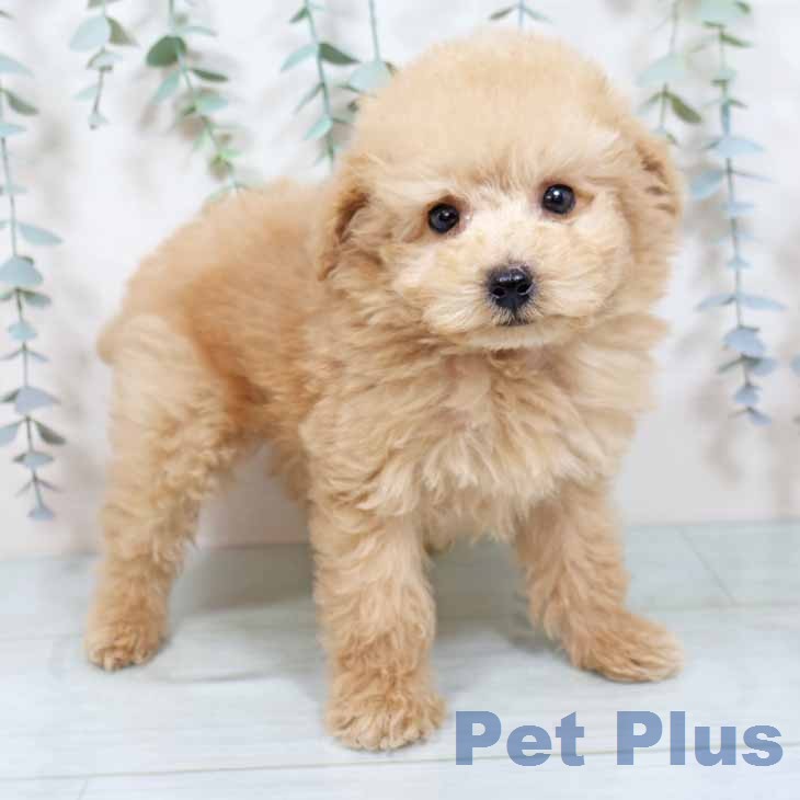 兵庫県のトイプードル(トイ) (ペットプラス 神戸三宮店/2025年11月19日生まれ/男の子/ペールフォーン)の子犬の1枚目の画像