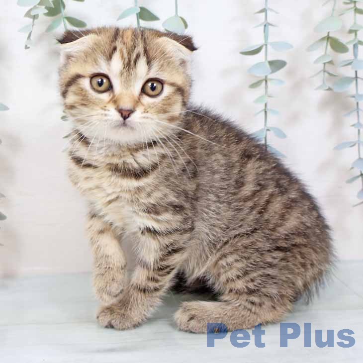 新潟県のスコティッシュフォールド (ペットプラス 新潟南店/2025年11月16日生まれ/女の子/ブラウンタビー)の子猫