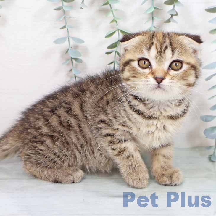 新潟県のスコティッシュフォールド (ペットプラス 新潟南店/2025年11月16日生まれ/女の子/ブラウンタビー)の子猫の2枚目の画像