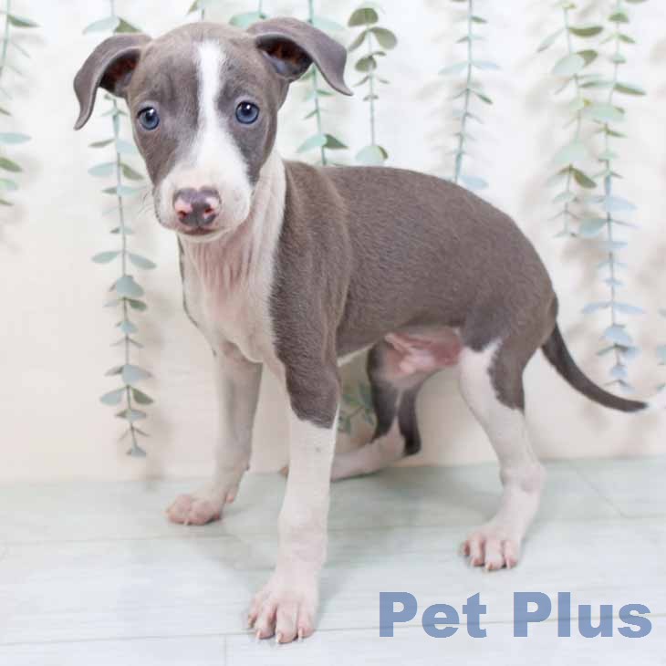 大阪府のイタリアングレーハウンド (ペットプラス りんくう泉南店/2025年11月26日生まれ/男の子/ブルーホワイト)の子犬