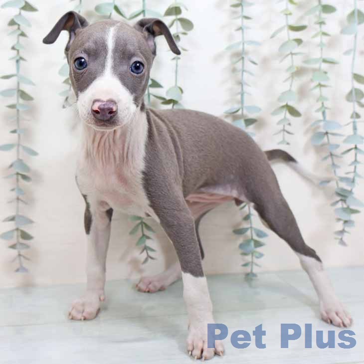 京都府のイタリアングレーハウンド (ペットプラス 京都桂川店/2025年11月26日生まれ/女の子/ブルーホワイト)の子犬の1枚目の画像