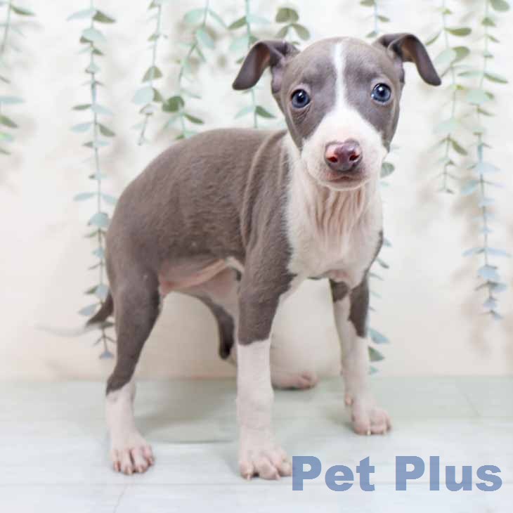 京都府のイタリアングレーハウンド (ペットプラス 京都桂川店/2025年11月26日生まれ/女の子/ブルーホワイト)の子犬の2枚目の画像