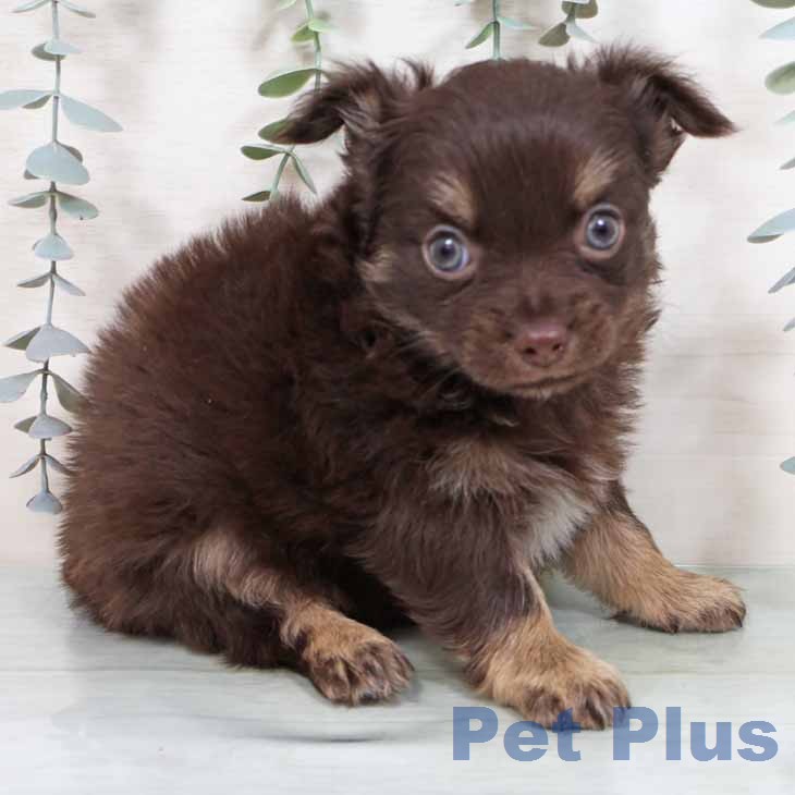 大阪府のチワワ(ロング) (ペットプラス 鶴見店/2025年11月26日生まれ/男の子/チョコレートタン)の子犬の1枚目の画像