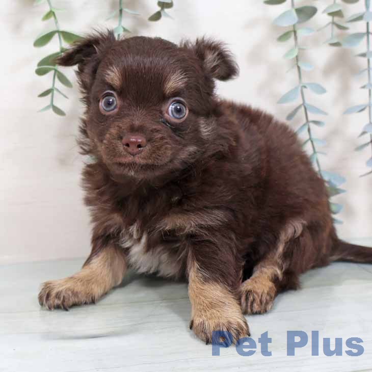 大阪府のチワワ(ロング) (ペットプラス 鶴見店/2025年11月26日生まれ/男の子/チョコレートタン)の子犬の2枚目の画像