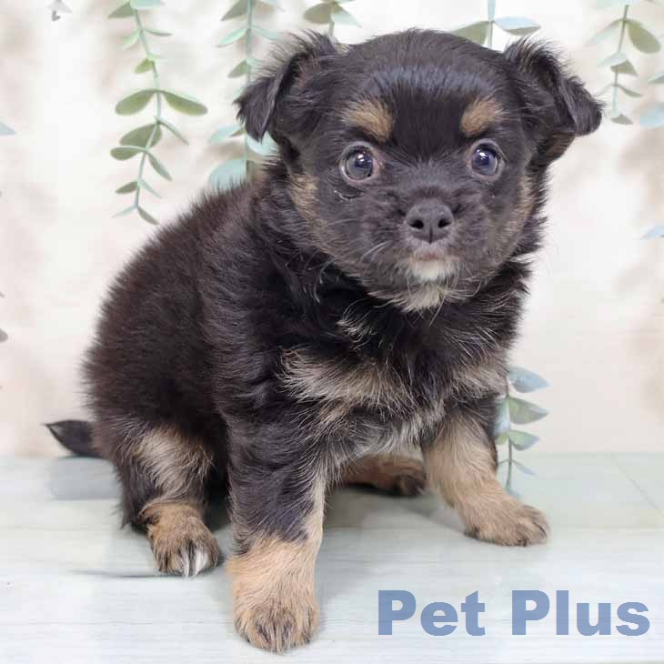 新潟県のチワワ(ロング) (ペットプラス 新潟南店/2025年11月26日生まれ/男の子/ブラックタン)の子犬の1枚目の画像