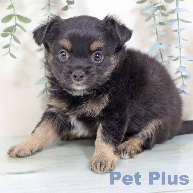 新潟県のチワワ(ロング) (ペットプラス 新潟南店/2025年11月26日生まれ/男の子/ブラックタン)の子犬の2枚目の画像