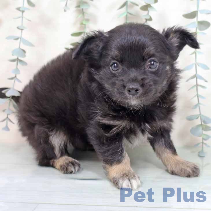 大阪府のチワワ(ロング) (ペットプラス 堺北花田店/2025年11月26日生まれ/男の子/ブラックタン)の子犬の1枚目の画像