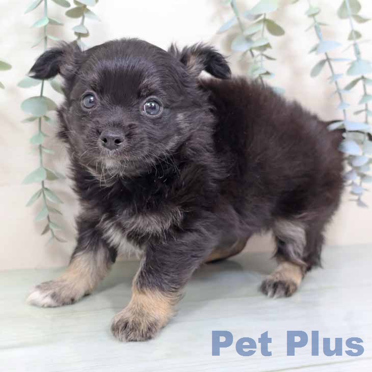 大阪府のチワワ(ロング) (ペットプラス 堺北花田店/2025年11月26日生まれ/男の子/ブラックタン)の子犬の2枚目の画像