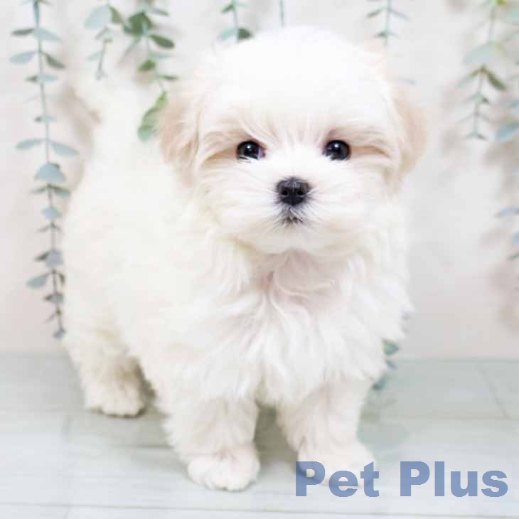 新潟県のマルチーズ (ペットプラス 新潟南店/2025年11月27日生まれ/女の子/ホワイト)の子犬