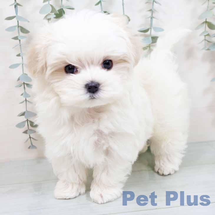 新潟県のマルチーズ (ペットプラス 新潟南店/2025年11月27日生まれ/女の子/ホワイト)の子犬の2枚目の画像