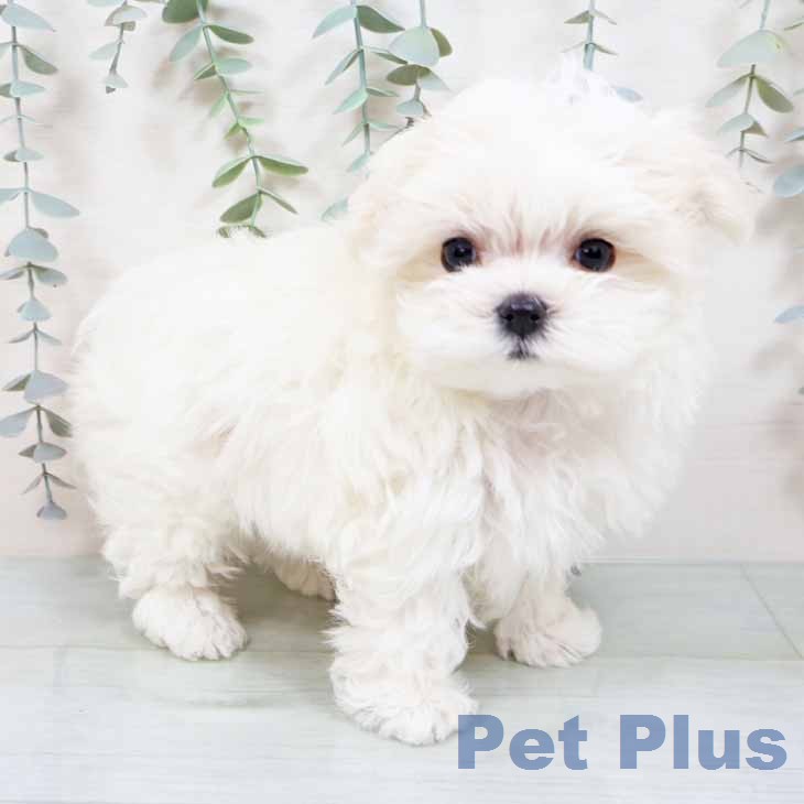 大阪府のマルチーズ (ペットプラス 四條畷店/2025年11月27日生まれ/女の子/ホワイト)の子犬