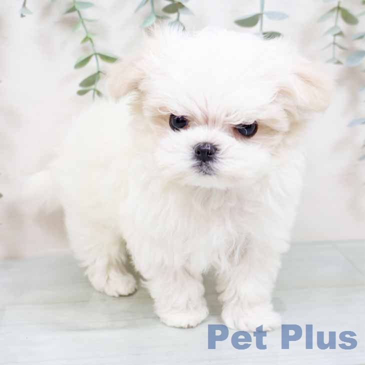 大阪府のマルチーズ (ペットプラス イオン大日店/2025年11月27日生まれ/女の子/ホワイト)の子犬