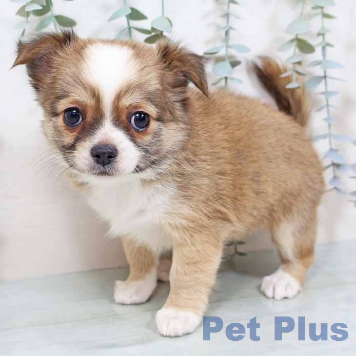 京都府のチワワ(ロング) (ペットプラス 京都桂川店/2025年11月26日生まれ/女の子/レッドホワイト)の子犬の1枚目の画像