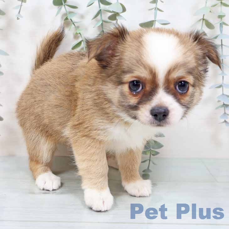 京都府のチワワ(ロング) (ペットプラス 京都桂川店/2025年11月26日生まれ/女の子/レッドホワイト)の子犬の2枚目の画像