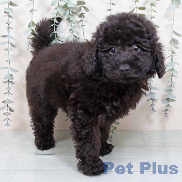 大阪府のトイプードル(トイ) (ペットプラス イオン大日店/2025年11月27日生まれ/男の子/ブラック)の子犬
