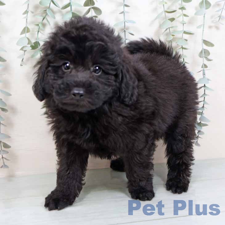 京都府のトイプードル(トイ) (ペットプラス 久御山店/2025年11月27日生まれ/男の子/ブラック)の子犬の1枚目の画像