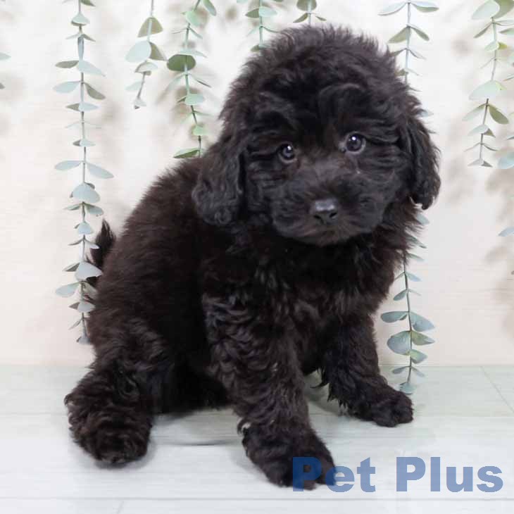 京都府のトイプードル(トイ) (ペットプラス 久御山店/2025年11月27日生まれ/男の子/ブラック)の子犬の2枚目の画像