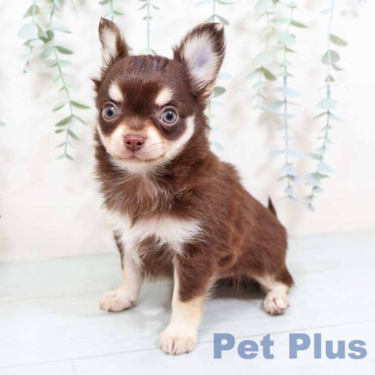 大阪府のチワワ(ロング) (ペットプラス 大阪ドームシティ店/2025年11月27日生まれ/男の子/チョコレートタン)の子犬の2枚目の画像