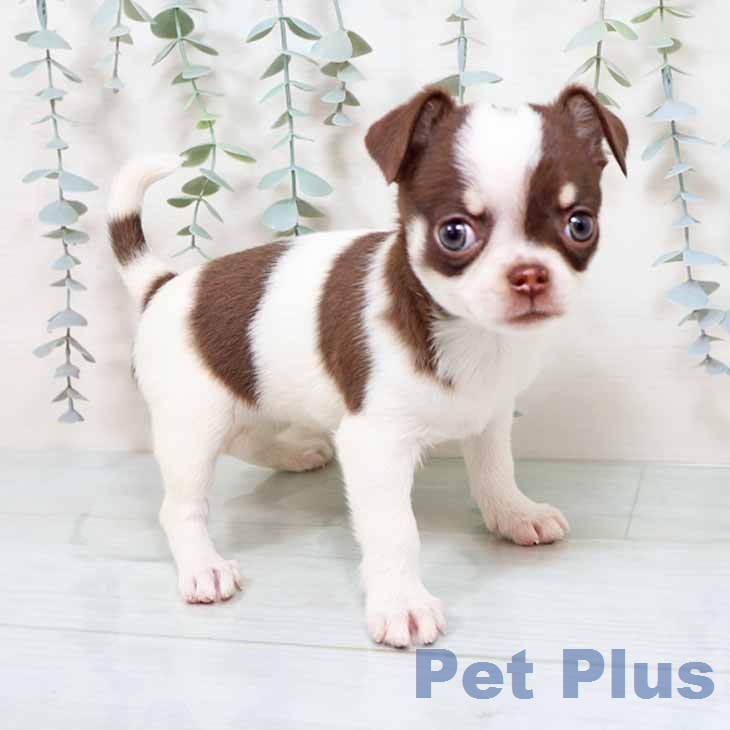 大阪府のチワワ(ロング) (ペットプラス りんくう泉南店/2025年11月27日生まれ/女の子/ホワイトチョコレートタン)の子犬の1枚目の画像