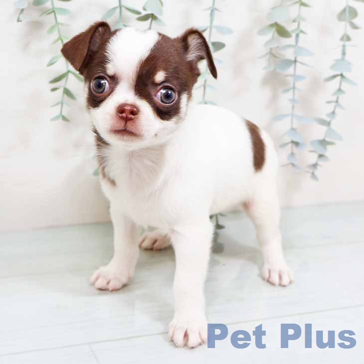 大阪府のチワワ(ロング) (ペットプラス りんくう泉南店/2025年11月27日生まれ/女の子/ホワイトチョコレートタン)の子犬の2枚目の画像