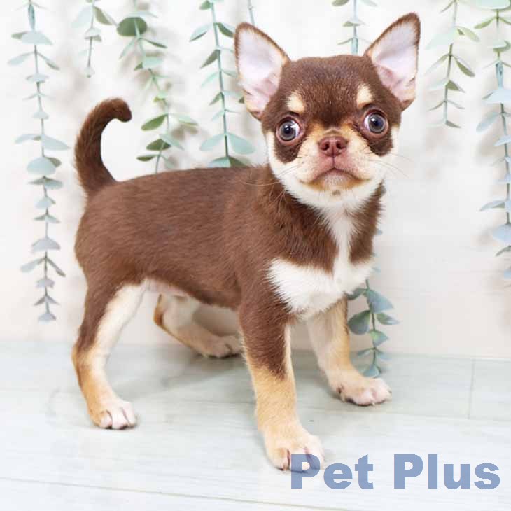 京都府のチワワ(ロング) (ペットプラス 京都桂川店/2025年11月27日生まれ/女の子/チョコレートタン)の子犬の1枚目の画像