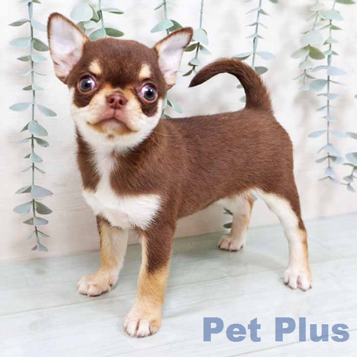 京都府のチワワ(ロング) (ペットプラス 京都桂川店/2025年11月27日生まれ/女の子/チョコレートタン)の子犬の2枚目の画像