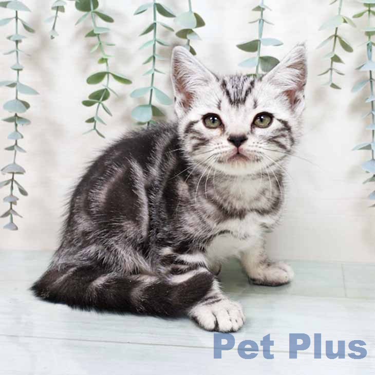 大阪府のアメリカンショートヘアー (ペットプラス 鶴見店/2025年11月20日生まれ/男の子/シルバータビー)の子猫