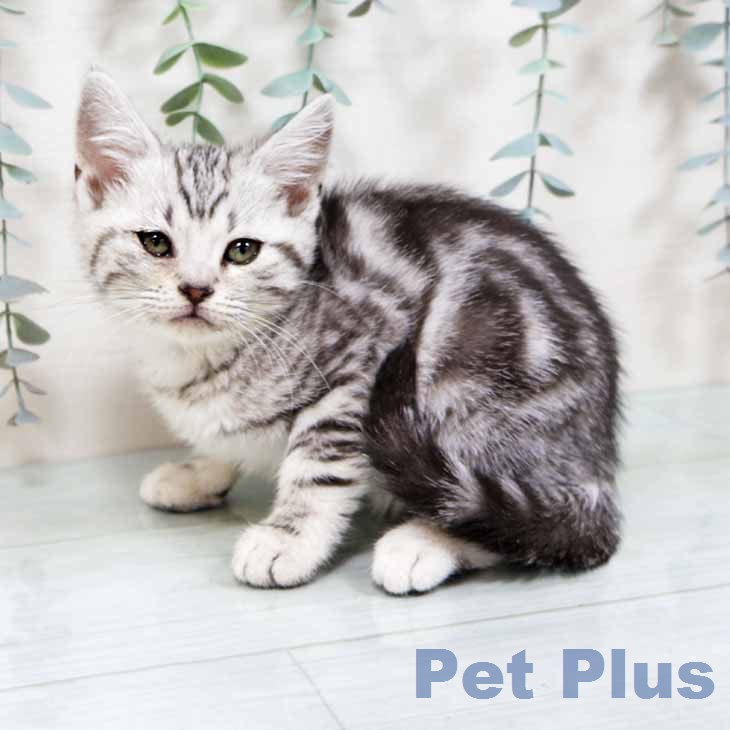 京都府のアメリカンショートヘアー (ペットプラス イオンモールKYOTO店/2025年11月20日生まれ/女の子/シルバータビー)の子猫の2枚目の画像