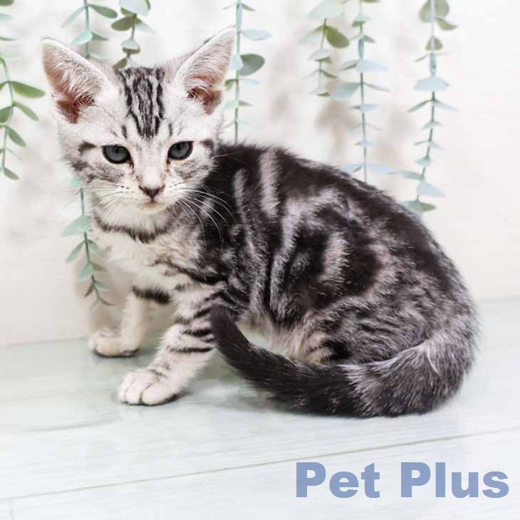 京都府のアメリカンショートヘアー (ペットプラス 京都桂川店/2025年11月20日生まれ/女の子/シルバータビー)の子猫の1枚目の画像