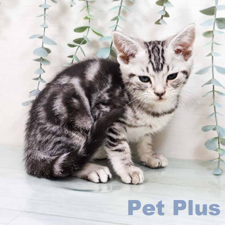 京都府のアメリカンショートヘアー (ペットプラス 京都桂川店/2025年11月20日生まれ/女の子/シルバータビー)の子猫の2枚目の画像