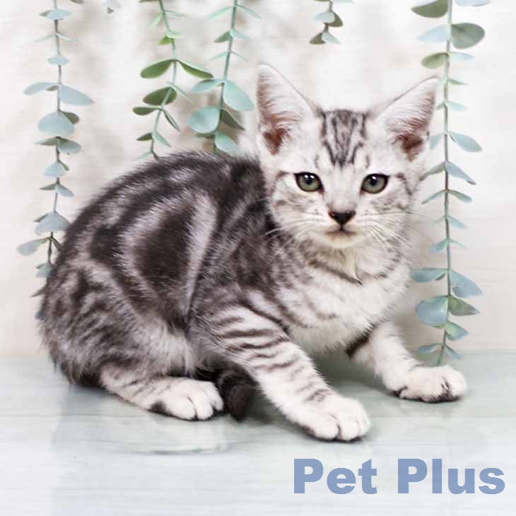 大阪府のアメリカンショートヘアー (ペットプラス 大阪ドームシティ店/2025年11月20日生まれ/女の子/シルバータビー)の子猫の1枚目の画像