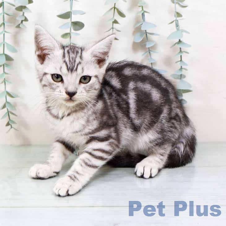 大阪府のアメリカンショートヘアー (ペットプラス 大阪ドームシティ店/2025年11月20日生まれ/女の子/シルバータビー)の子猫の2枚目の画像