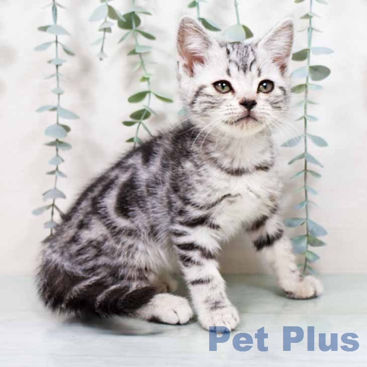 大阪府のアメリカンショートヘアー (ペットプラス 四條畷店/2025年11月20日生まれ/女の子/シルバータビー)の子猫の1枚目の画像