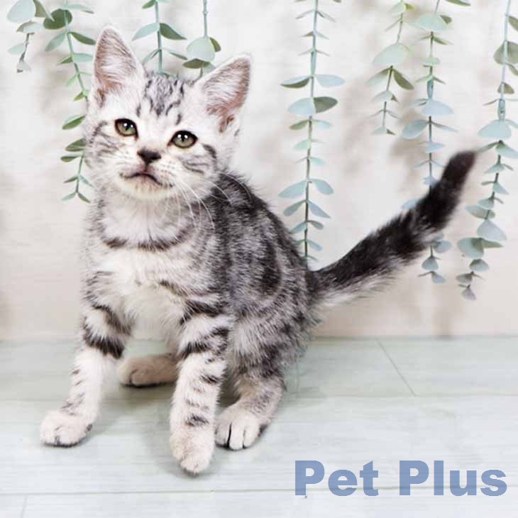 大阪府のアメリカンショートヘアー (ペットプラス 四條畷店/2025年11月20日生まれ/女の子/シルバータビー)の子猫の2枚目の画像