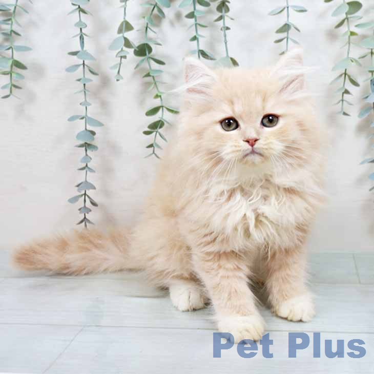 大阪府のラガマフィン (ペットプラス 鶴見店/2025年11月21日生まれ/男の子/クリームホワイト)の子猫