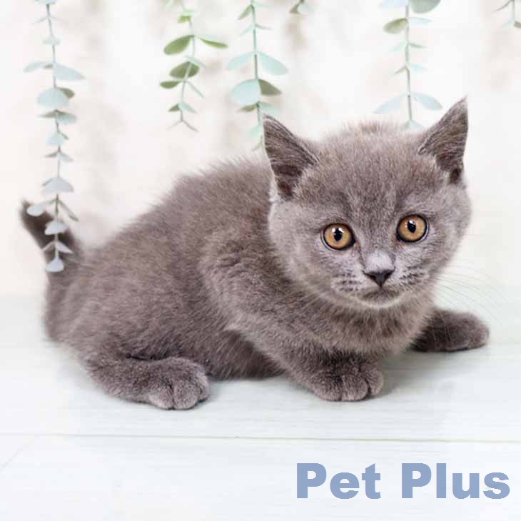 大阪府のブリティッシュショートヘアー (ペットプラス イオン大日店/2025年11月28日生まれ/女の子/ブルー)の子猫の1枚目の画像