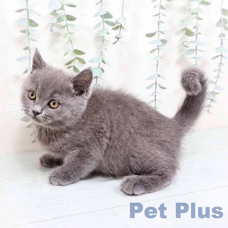 大阪府のブリティッシュショートヘアー (ペットプラス イオン大日店/2025年11月28日生まれ/女の子/ブルー)の子猫の2枚目の画像