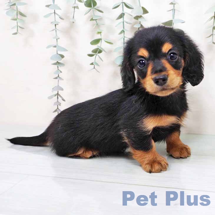 京都府のカニンヘンダックスフンド(ロング) (ペットプラス 京都桂川店/2025年11月26日生まれ/男の子/ブラックタン)の子犬の2枚目の画像