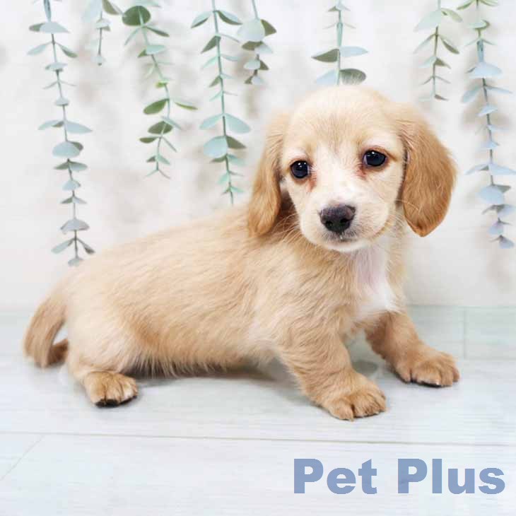 大阪府のカニンヘンダックスフンド(ロング) (ペットプラス ららぽーと和泉店/2025年11月26日生まれ/男の子/イエロー)の子犬の2枚目の画像