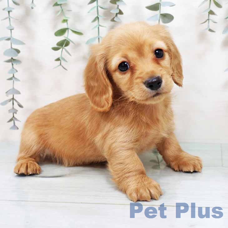 京都府のカニンヘンダックスフンド(ロング) (ペットプラス イオンモールKYOTO店/2025年11月26日生まれ/男の子/ゴールド)の子犬の1枚目の画像